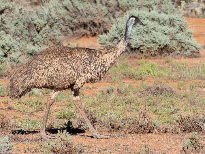 Dromaius novaehollandiae (Emu).jpg